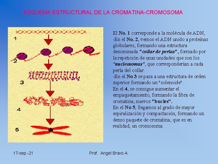 ESQUEMA ESTRUCTURAL DE LA CROMATINA-CROMOSOMA El No. 1 corresponde a la molécula de ADN,