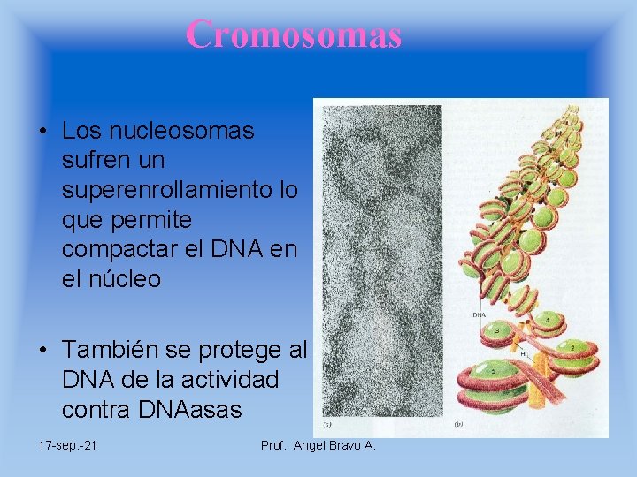 Cromosomas • Los nucleosomas sufren un superenrollamiento lo que permite compactar el DNA en