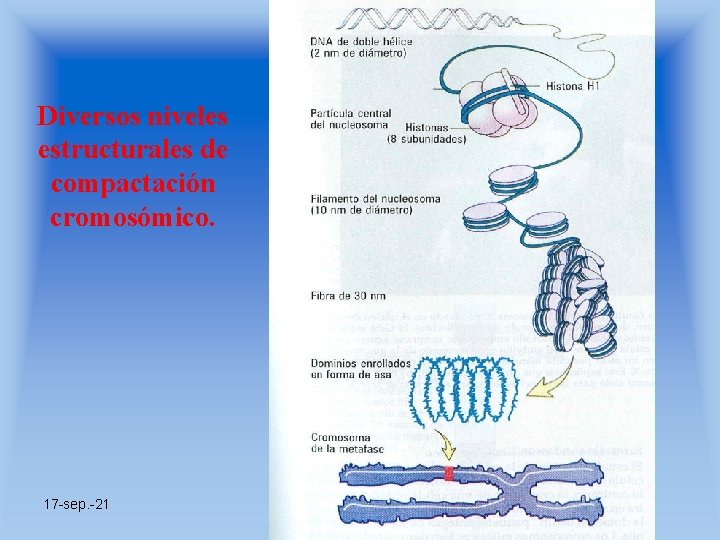 Diversos niveles estructurales de compactación cromosómico. 17 -sep. -21 Prof. Angel Bravo A. 
