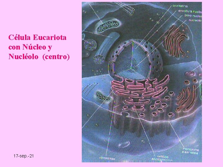 Célula Eucariota con Núcleo y Nucléolo (centro) 17 -sep. -21 Prof. Angel Bravo A.