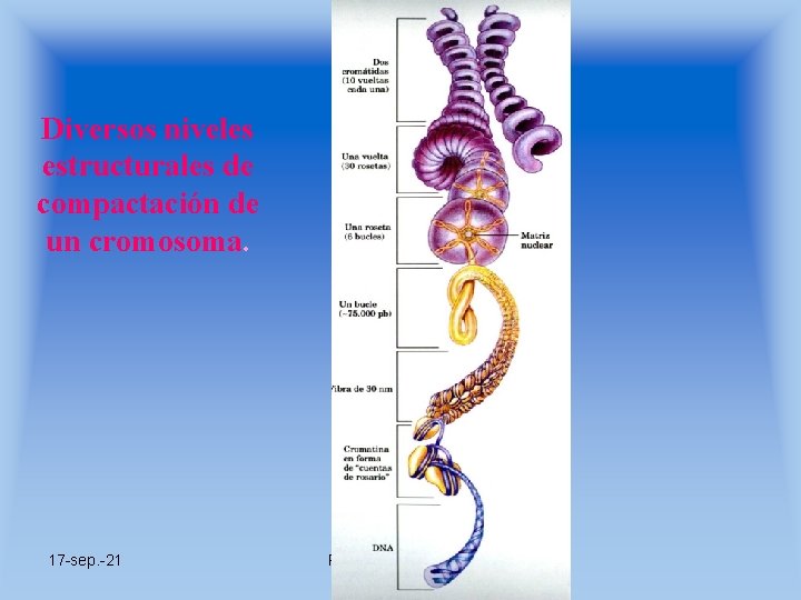 Diversos niveles estructurales de compactación de un cromosoma. 17 -sep. -21 Prof. Angel Bravo