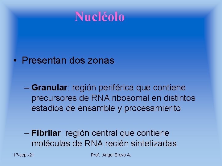 Nucléolo • Presentan dos zonas – Granular: región periférica que contiene precursores de RNA