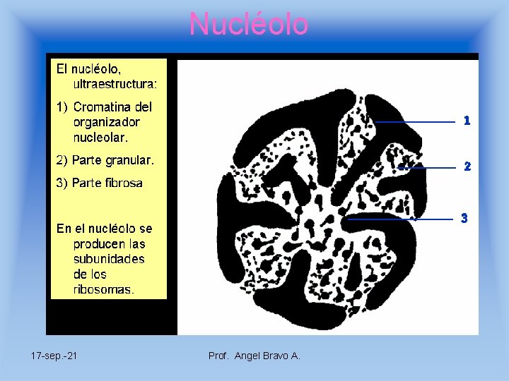 Nucléolo 17 -sep. -21 Prof. Angel Bravo A. 