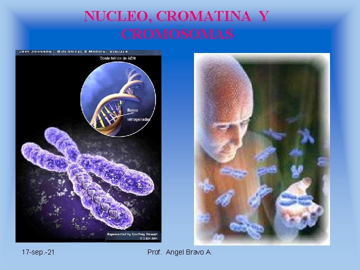 NUCLEO, CROMATINA Y CROMOSOMAS 17 -sep. -21 Prof. Angel Bravo A. 