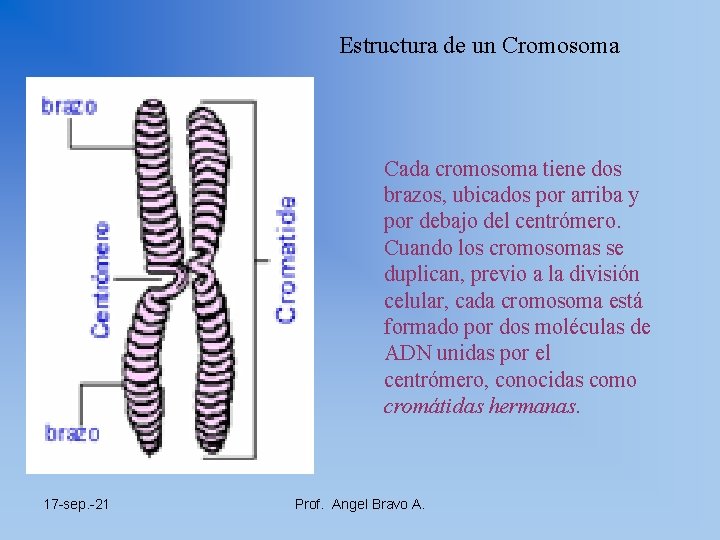 Estructura de un Cromosoma Cada cromosoma tiene dos brazos, ubicados por arriba y por
