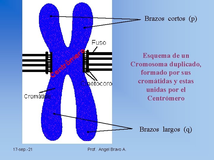 Brazos cortos (p) Esquema de un Cromosoma duplicado, formado por sus cromátidas y estas