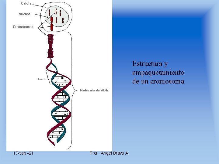 Estructura y empaquetamiento de un cromosoma 17 -sep. -21 Prof. Angel Bravo A. 