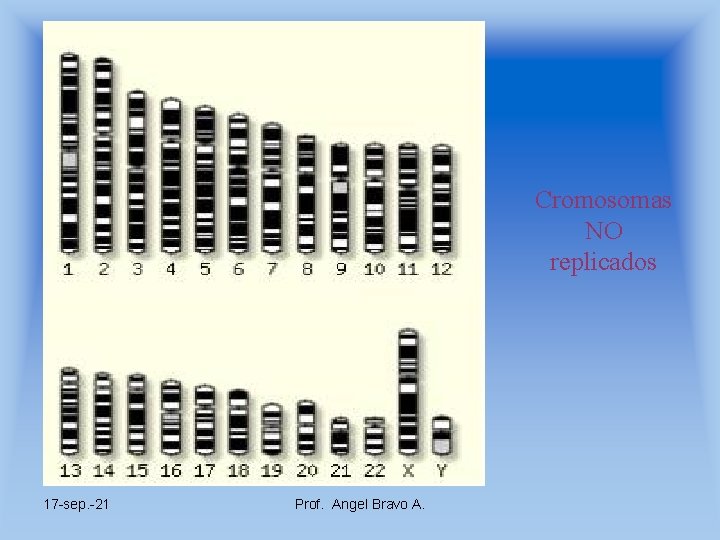 Cromosomas NO replicados 17 -sep. -21 Prof. Angel Bravo A. 