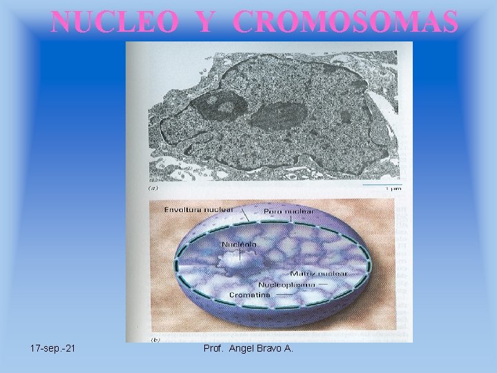 NUCLEO Y CROMOSOMAS 17 -sep. -21 Prof. Angel Bravo A. 