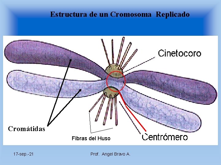 Estructura de un Cromosoma Replicado Cromátidas Fibras del Huso 17 -sep. -21 Prof. Angel