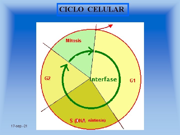 CICLO CELULAR 17 -sep. -21 Prof. Angel Bravo A. 