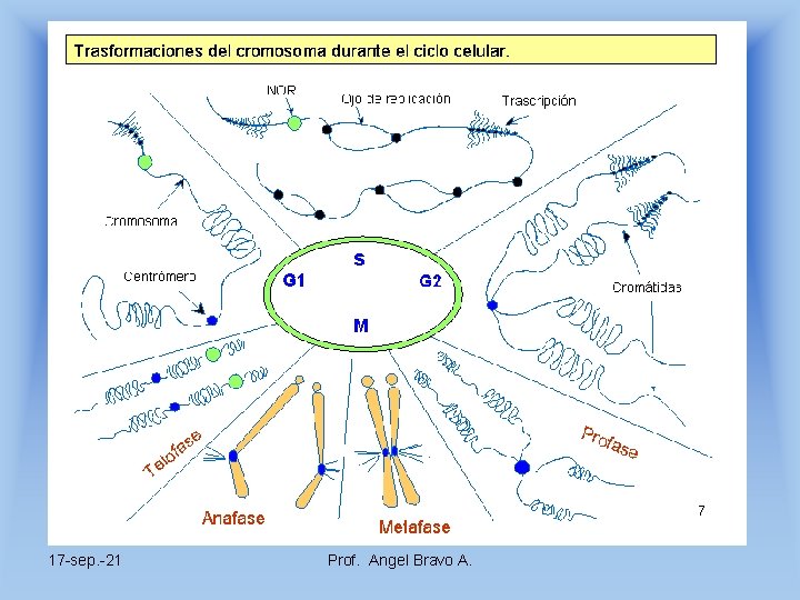 17 -sep. -21 Prof. Angel Bravo A. 