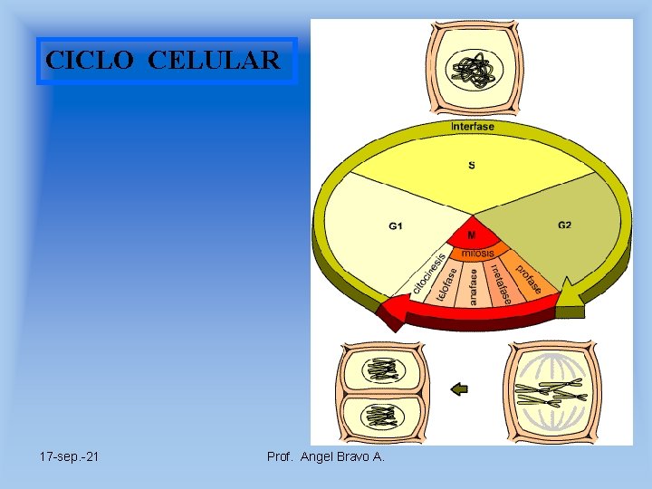 CICLO CELULAR 17 -sep. -21 Prof. Angel Bravo A. 