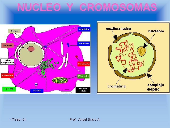 NUCLEO Y CROMOSOMAS 17 -sep. -21 Prof. Angel Bravo A. 