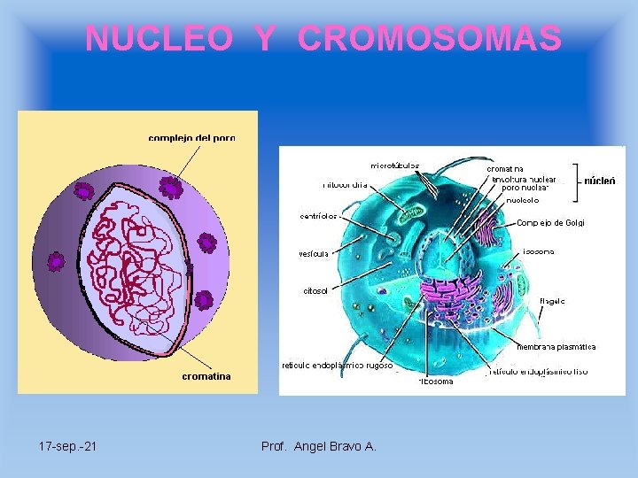 NUCLEO Y CROMOSOMAS 17 -sep. -21 Prof. Angel Bravo A. 