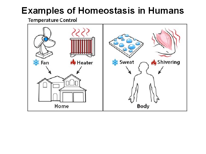 Examples of Homeostasis in Humans 