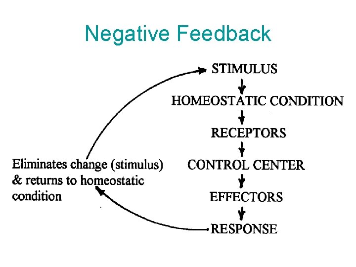 Negative Feedback 