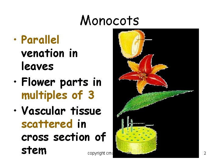 Monocots • Parallel venation in leaves • Flower parts in multiples of 3 •