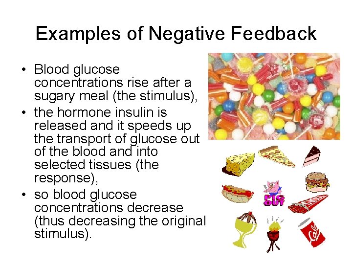 Examples of Negative Feedback • Blood glucose concentrations rise after a sugary meal (the