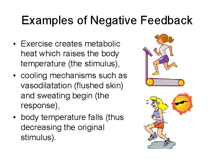 Examples of Negative Feedback • Exercise creates metabolic heat which raises the body temperature