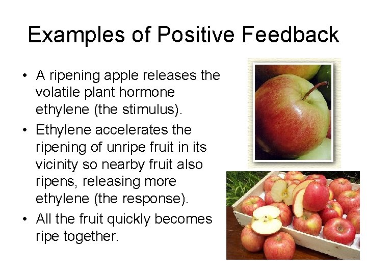 Examples of Positive Feedback • A ripening apple releases the volatile plant hormone ethylene