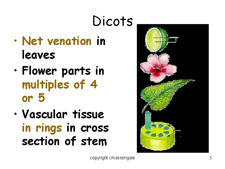 Dicots • Net venation in leaves • Flower parts in multiples of 4 or