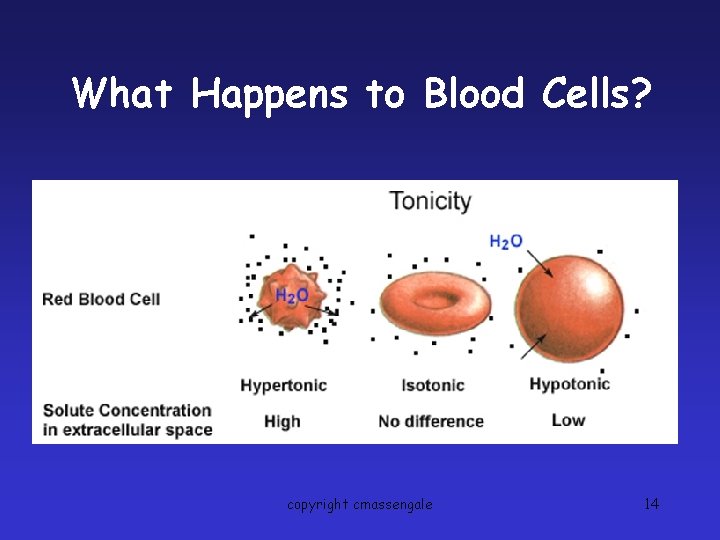 What Happens to Blood Cells? copyright cmassengale 14 