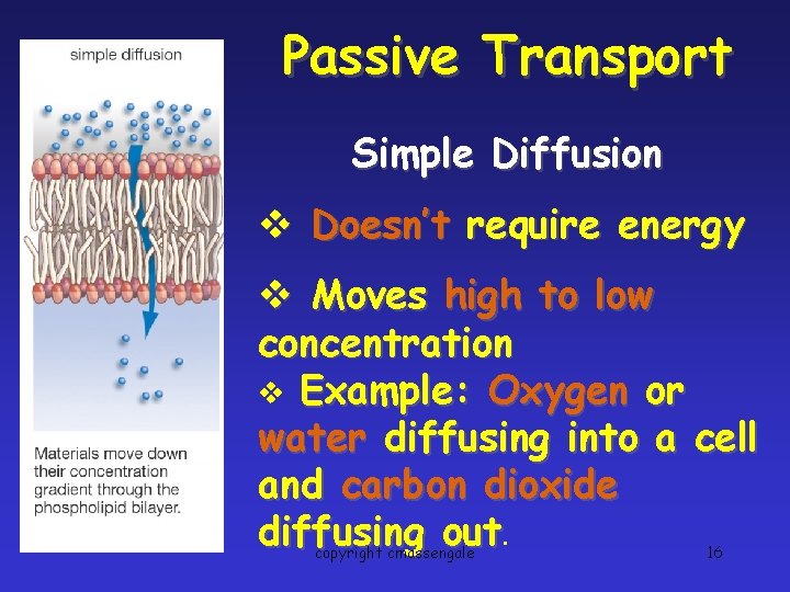 Passive Transport Simple Diffusion v Doesn’t require energy v Moves high to low concentration