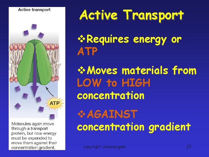 Active Transport v. Requires energy or ATP v. Moves materials from LOW to HIGH
