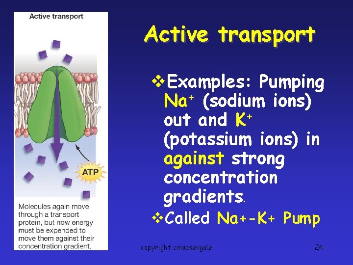 Active transport v. Examples: Pumping Na+ (sodium ions) out and K+ (potassium ions) in