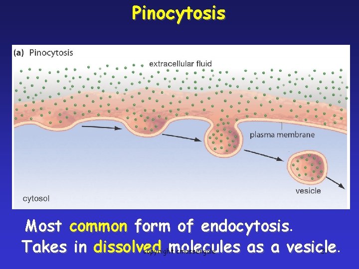 Pinocytosis Most common form of endocytosis Takes in dissolved molecules as a vesicle copyright