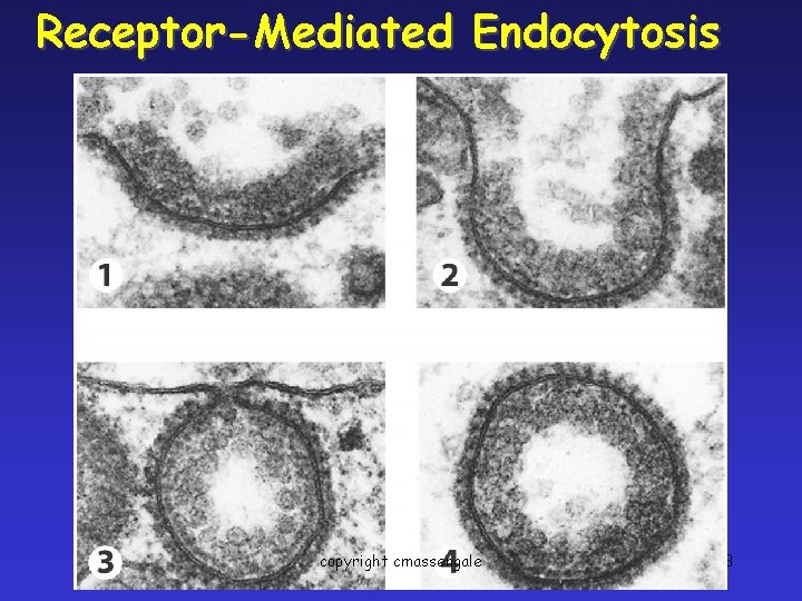 Receptor-Mediated Endocytosis copyright cmassengale 33 
