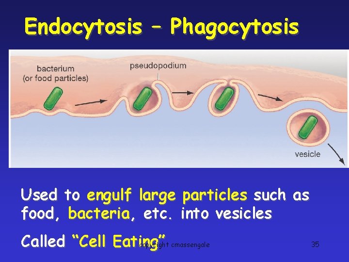 Endocytosis – Phagocytosis Used to engulf large particles such as food, bacteria, etc. into