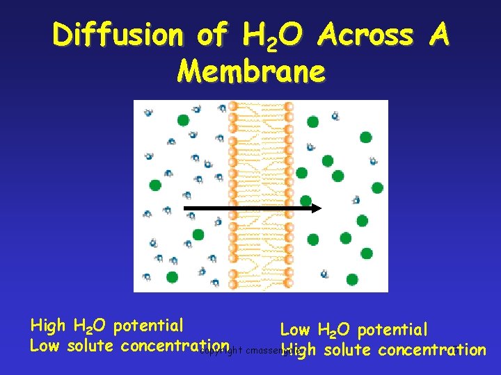 Diffusion of H 2 O Across A Membrane High H 2 O potential Low