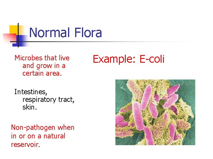 Normal Flora Microbes that live and grow in a certain area. Intestines, respiratory tract,