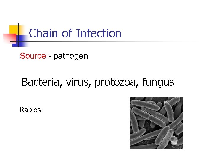 Chain of Infection Source - pathogen Bacteria, virus, protozoa, fungus Rabies 