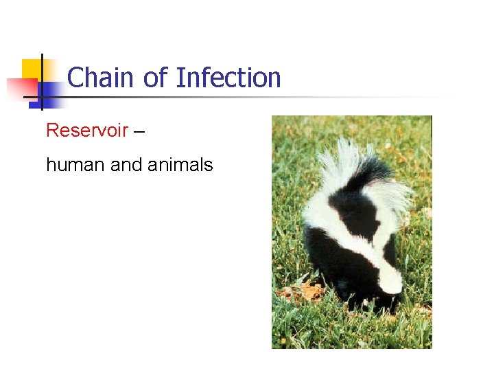 Chain of Infection Reservoir – human and animals 