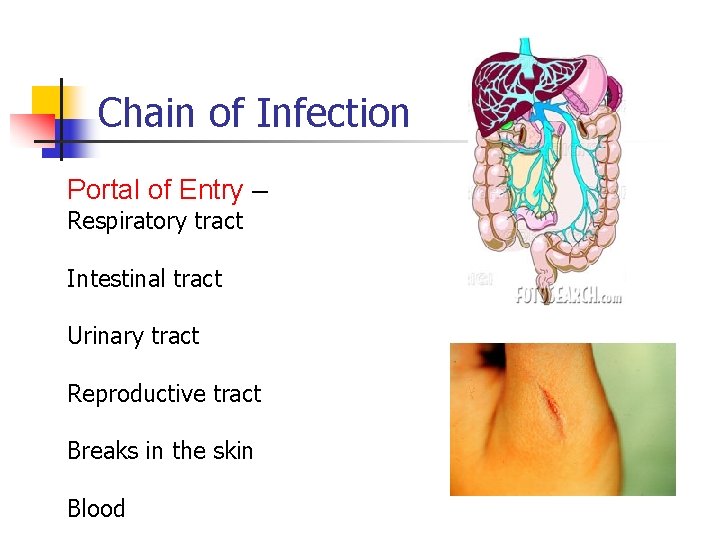 Chain of Infection Portal of Entry – Respiratory tract Intestinal tract Urinary tract Reproductive