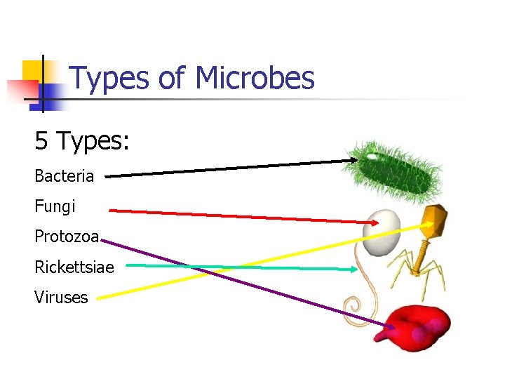 Types of Microbes 5 Types: Bacteria Fungi Protozoa Rickettsiae Viruses 