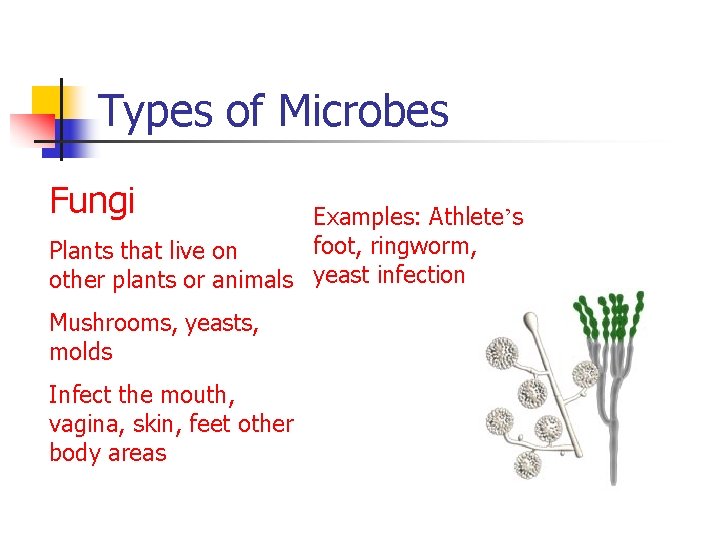 Types of Microbes Fungi Examples: Athlete’s foot, ringworm, Plants that live on other plants