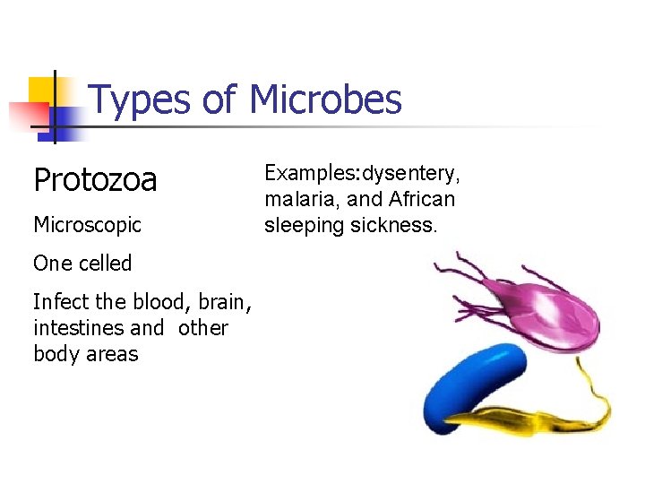 Types of Microbes Protozoa Microscopic One celled Infect the blood, brain, intestines and other