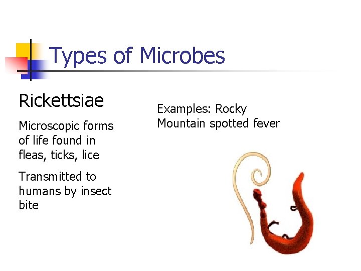 Types of Microbes Rickettsiae Microscopic forms of life found in fleas, ticks, lice Transmitted