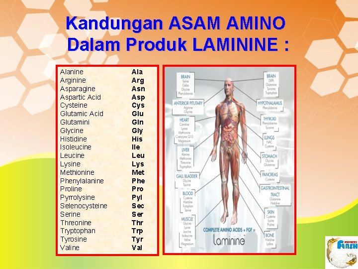 Kandungan ASAM AMINO Dalam Produk LAMININE : Alanine Arginine Asparagine Aspartic Acid Cysteine Glutamic