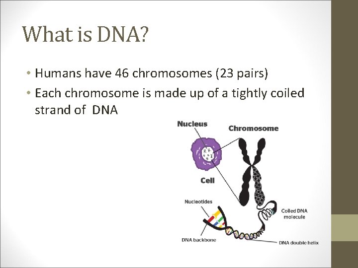 What is DNA? • Humans have 46 chromosomes (23 pairs) • Each chromosome is