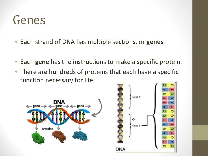 Genes • Each strand of DNA has multiple sections, or genes. • Each gene