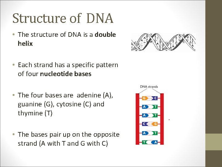 Structure of DNA • The structure of DNA is a double helix • Each