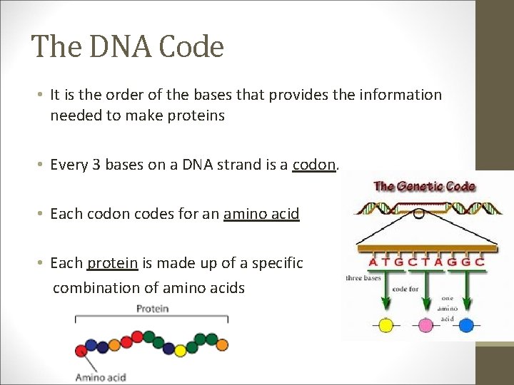 The DNA Code • It is the order of the bases that provides the