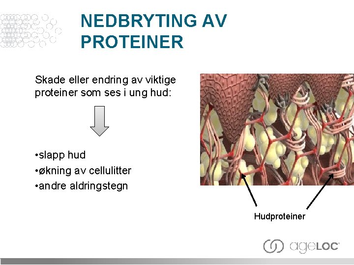 NEDBRYTING AV PROTEINER Skade eller endring av viktige proteiner som ses i ung hud: