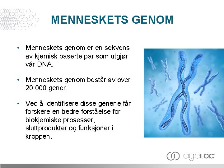 MENNESKETS GENOM • Menneskets genom er en sekvens av kjemisk baserte par som utgjør