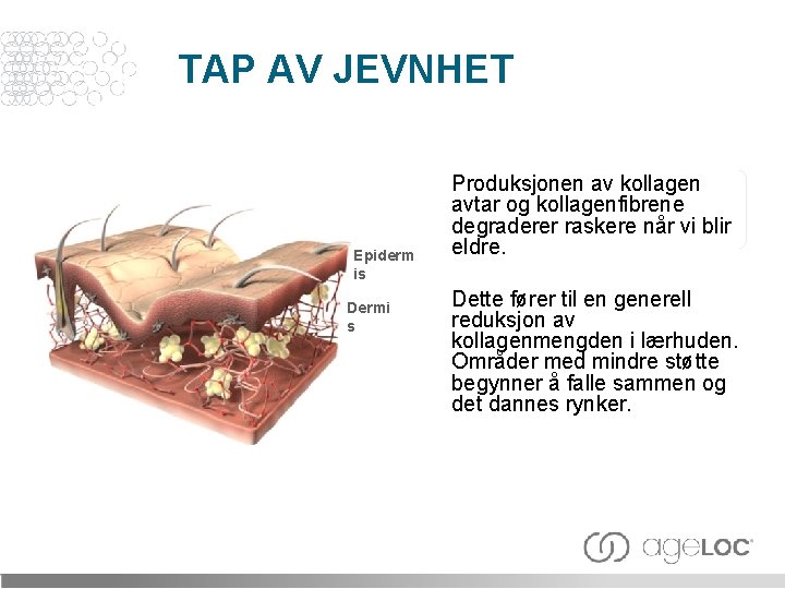 TAP AV JEVNHET Epiderm is Dermi s Produksjonen av kollagen avtar og kollagenfibrene degraderer